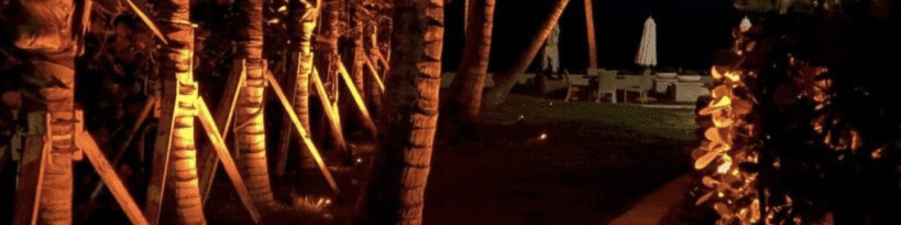 Warm uplit coastal palms