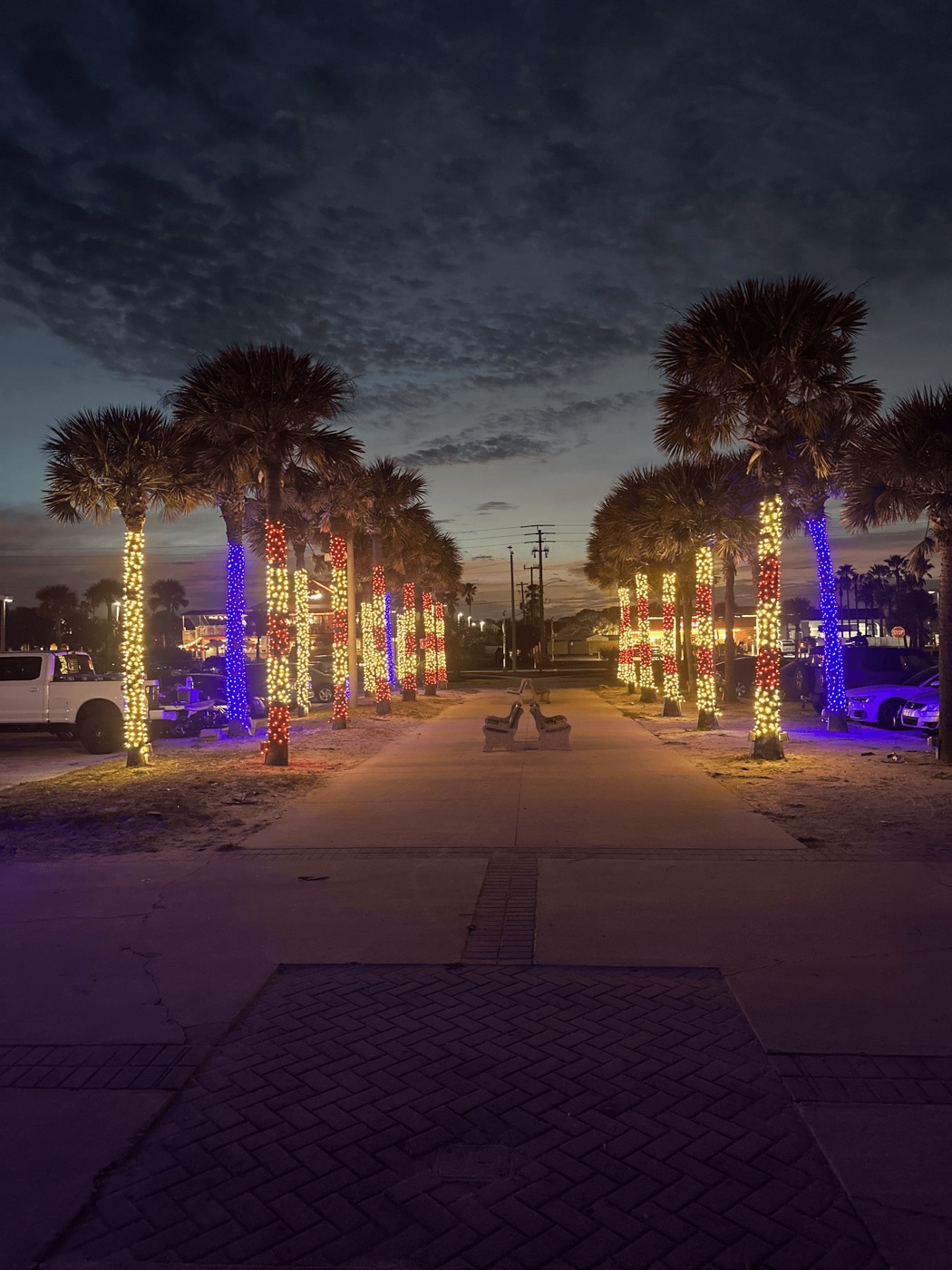 Palm walkway with wrapped lights